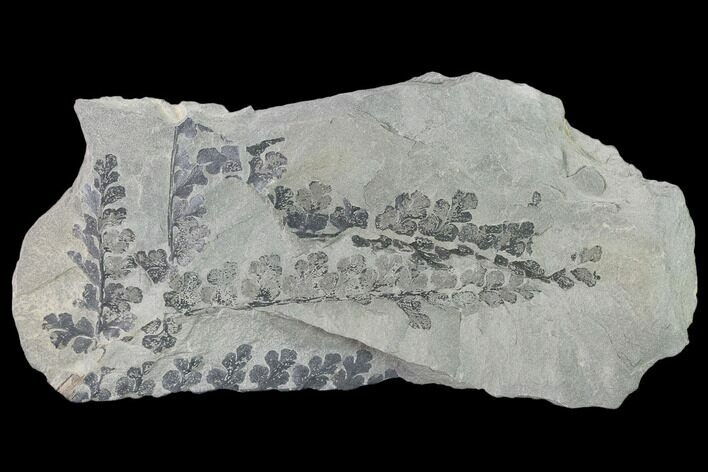 Pennsylvanian Fossil Fern (Sphenopteris) Plate - Kentucky #137741